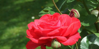 Potatura autunnale delle rose 1585 0 potatura_autunnale_delle_rose