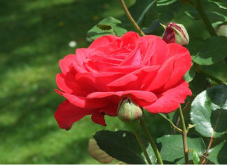 Potatura autunnale delle rose 1585 0 potatura_autunnale_delle_rose