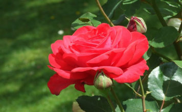 Potatura autunnale delle rose 1585 0 potatura_autunnale_delle_rose