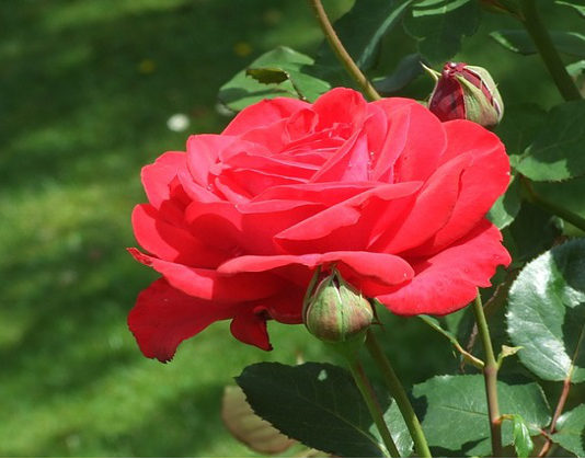 Potatura autunnale delle rose 1585 0 potatura_autunnale_delle_rose