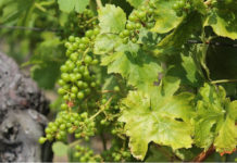 Innesto della vite 1586 0 innesto_della_vite