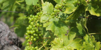 Innesto della vite 1586 0 innesto_della_vite