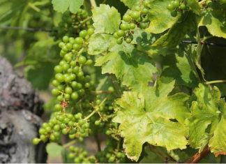 Innesto della vite 1586 0 innesto_della_vite