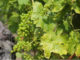 Innesto della vite 1586 0 innesto_della_vite