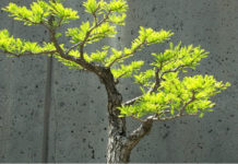 Potatura autunnale dei bonsai 1588 0 potatura_autunnale_del_bonsai