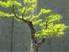 Potatura autunnale dei bonsai 1588 0 potatura_autunnale_del_bonsai