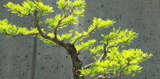 Potatura autunnale dei bonsai 1588 0 potatura_autunnale_del_bonsai