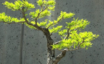 Potatura autunnale dei bonsai 1588 0 potatura_autunnale_del_bonsai