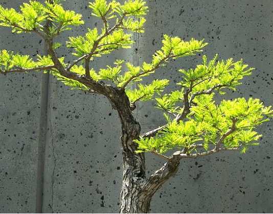 Potatura autunnale dei bonsai 1588 0 potatura_autunnale_del_bonsai