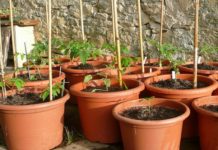 Pro e contro dei vasi in plastica 1590 0 pro_e_contro_dei_vasi_in_plastica