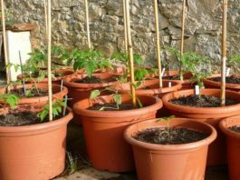 Pro e contro dei vasi in plastica 1590 0 pro_e_contro_dei_vasi_in_plastica