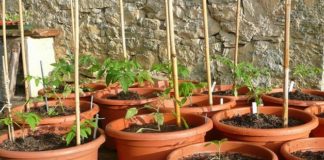 Pro e contro dei vasi in plastica 1590 0 pro_e_contro_dei_vasi_in_plastica