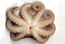 Polpo con patate 1594 0 polpo_patate