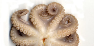 Polpo con patate 1594 0 polpo_patate