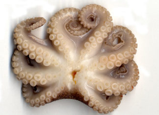 Polpo con patate 1594 0 polpo_patate