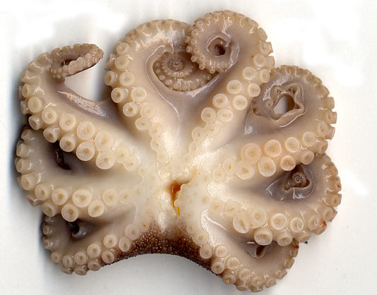 Polpo con patate 1594 0 polpo_patate