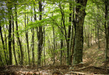 Il faggio 1612 0 il_faggio