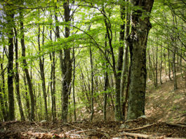 Il faggio 1612 0 il_faggio