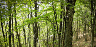 Il faggio 1612 0 il_faggio