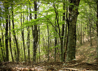 Il faggio 1612 0 il_faggio