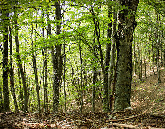 Il faggio 1612 0 il_faggio