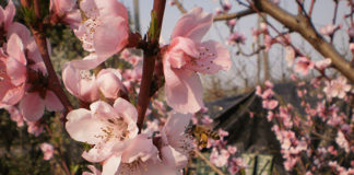 Il pesco 1613 0 pesco