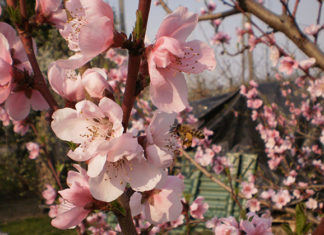 Il pesco 1613 0 pesco