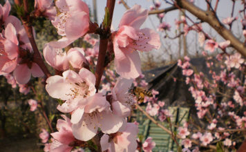 Il pesco 1613 0 pesco