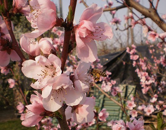 Il pesco 1613 0 pesco