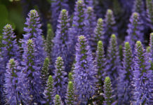 Cura e usi della lavanda 1615 0 lavanda