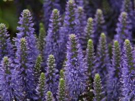 Cura e usi della lavanda 1615 0 lavanda