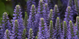 Cura e usi della lavanda 1615 0 lavanda