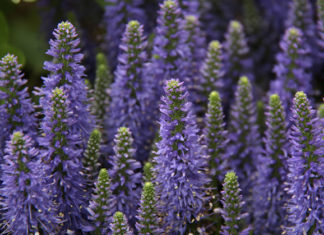 Cura e usi della lavanda 1615 0 lavanda