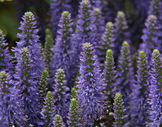 Cura e usi della lavanda 1615 0 lavanda