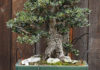 L’olivo bonsai 1622 0 l_olivo_bonsai