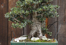 L’olivo bonsai 1622 0 l_olivo_bonsai