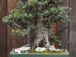 L’olivo bonsai 1622 0 l_olivo_bonsai