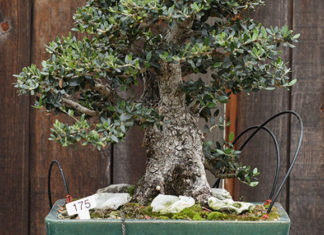 L’olivo bonsai 1622 0 l_olivo_bonsai