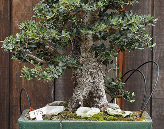 L’olivo bonsai 1622 0 l_olivo_bonsai