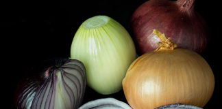 La cipolla 1623 0 la_cipolla