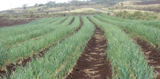 Quando concimare il giardino 1628 0 quando_concimare_il_giardino