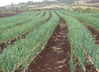 Quando concimare il giardino 1628 0 quando_concimare_il_giardino