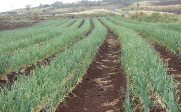 Quando concimare il giardino 1628 0 quando_concimare_il_giardino