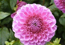 Il Gruppo Botanico Milanese 1629 0 il_gruppo_botanico_milanese