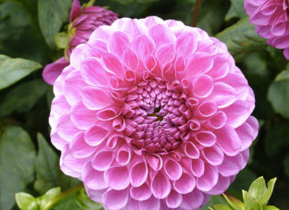 Il Gruppo Botanico Milanese 1629 0 il_gruppo_botanico_milanese