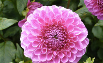 Il Gruppo Botanico Milanese 1629 0 il_gruppo_botanico_milanese