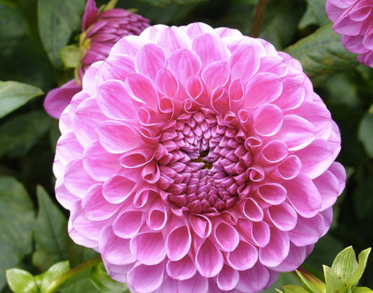 Il Gruppo Botanico Milanese 1629 0 il_gruppo_botanico_milanese