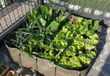 Come creare un orto sul balcone 1631 0 come_creare_un_orto_sul_balcone