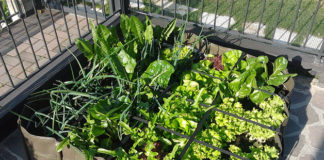 Come creare un orto sul balcone 1631 0 come_creare_un_orto_sul_balcone