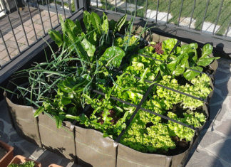 Come creare un orto sul balcone 1631 0 come_creare_un_orto_sul_balcone